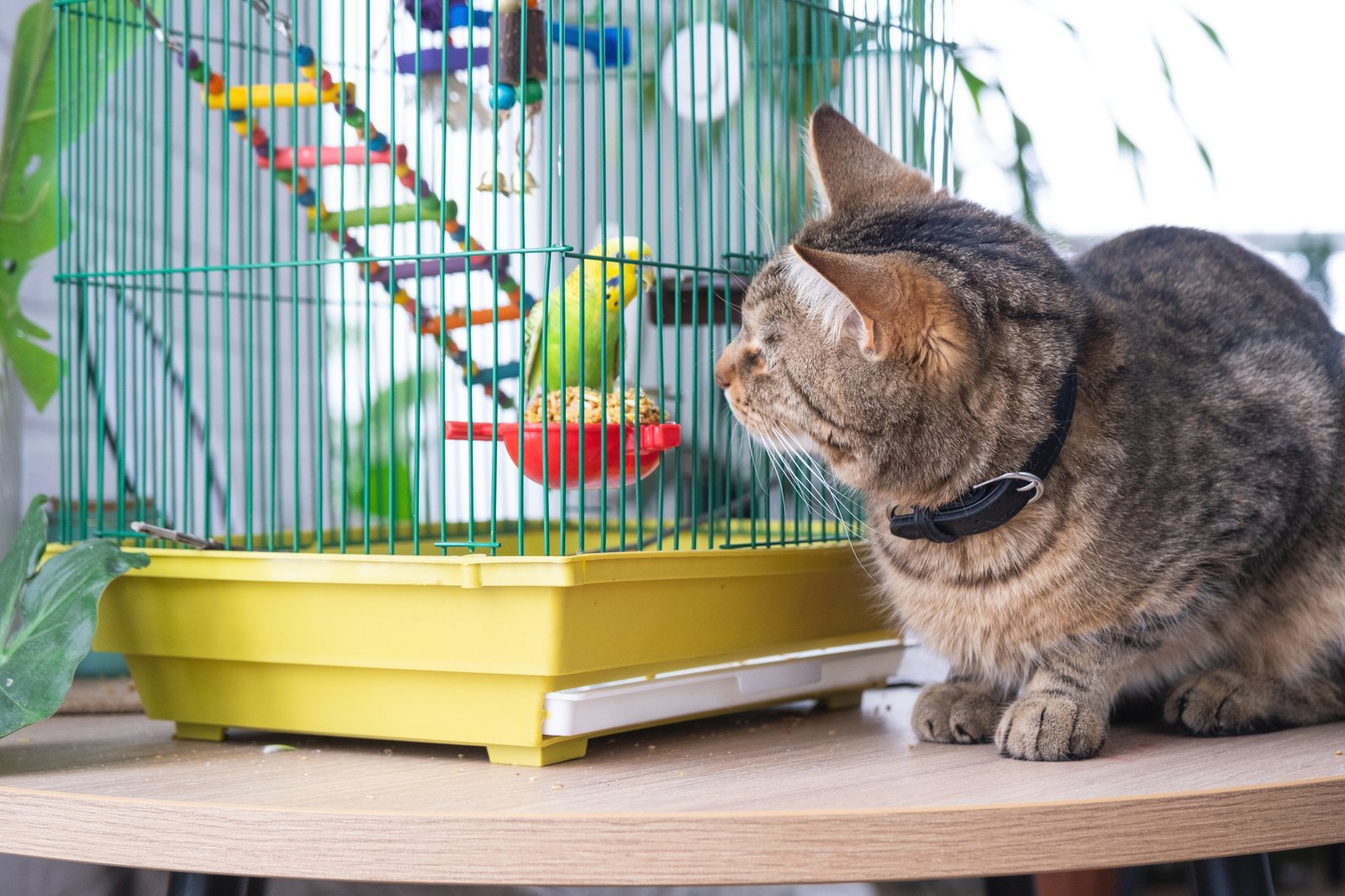 Katze sitzt auf einer Fensterbank in einer Wohnung