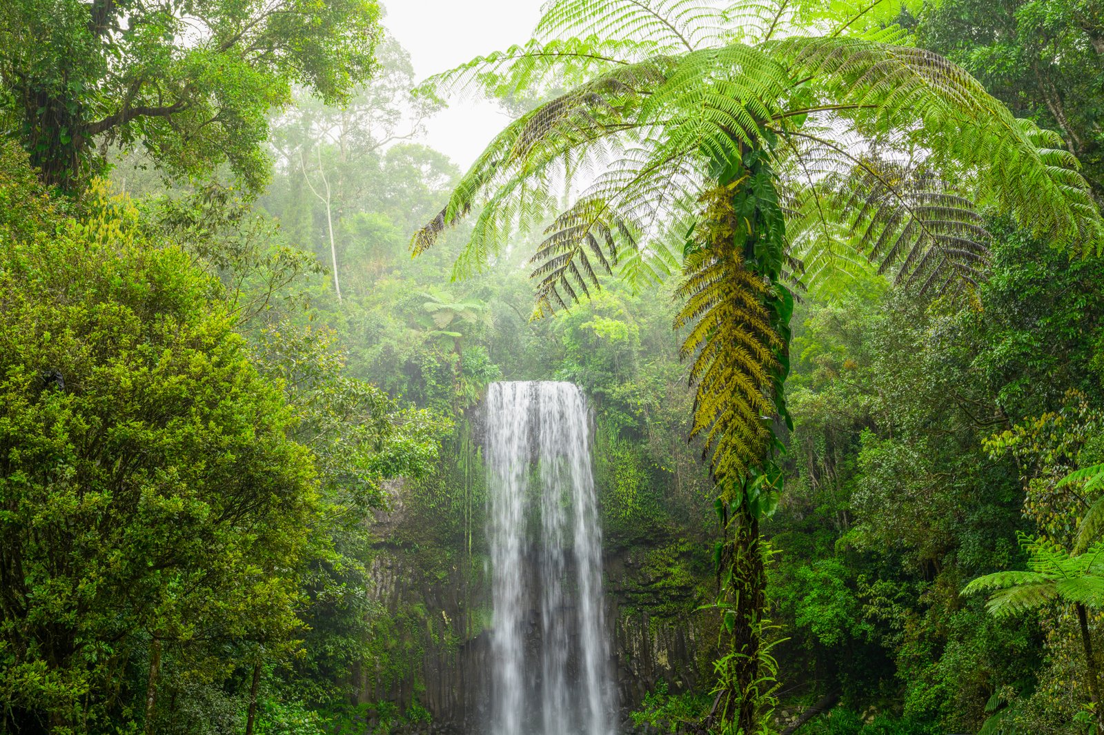 Ruhige Naturlandschaft mit Regen und Bäumen