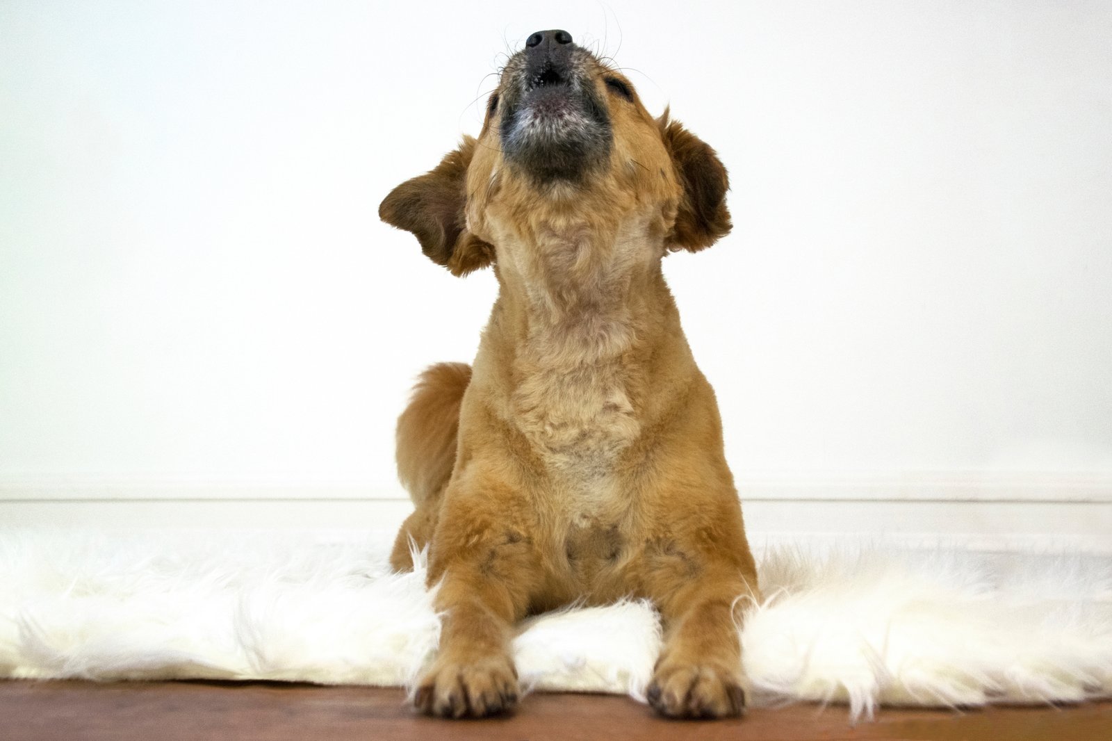 Hund bellt in einer Wohnung am Fenster